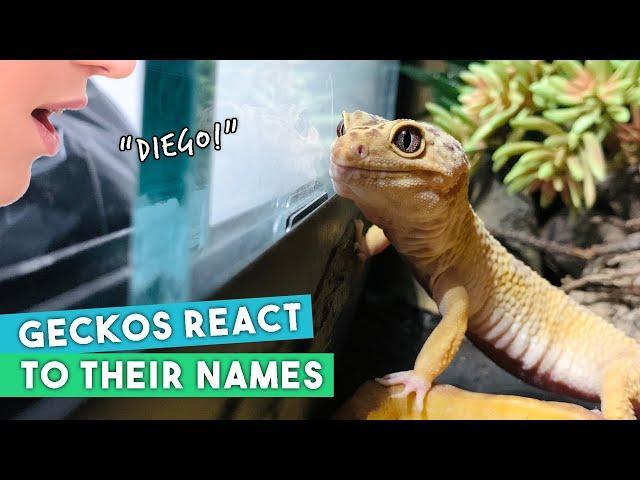 Do Reptiles Recognise Their Names? | Leopard Gecko Experiment