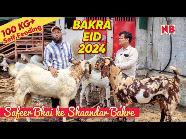 Safeer Bhai ka Shauk | Heavyweight Sojat Goats | Bakra Eid 2024 Bakra Mandi | #bakraeid2024