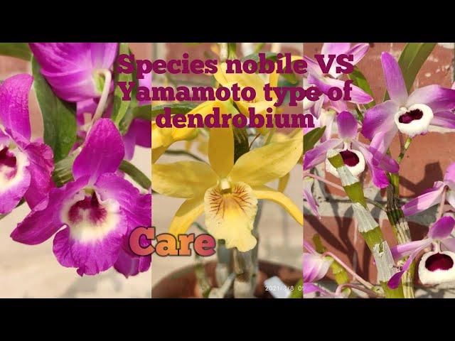 Species Nobile VS Yamamoto Type Hybrid  Dendrobium Nobile Orchid। Differences ।Care।@SandipOrchid