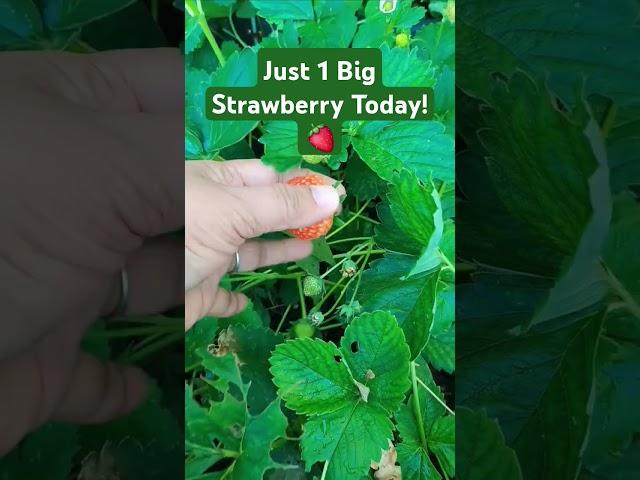  Strawberry Picking in Our Little Cozy Danish Garden - Part 6