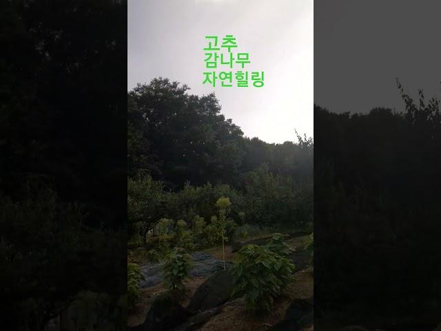#shorts #자연200 #2025.6.21 #감나무 #고추 #상추꽃 #밭 #햇빛#하늘 #흙 #아름다운풍경 #korea #감성힐링 #트롯 #nature #travel #1분힐링