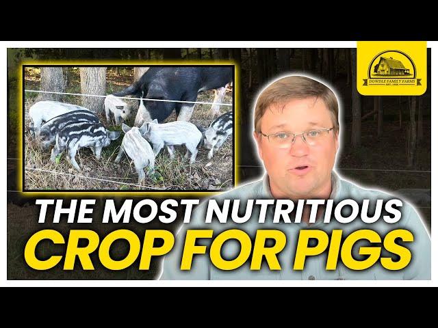 How This Cover Crop Is So Nutritious for Pigs: Pig Feed