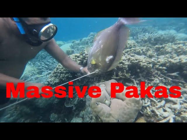 Spearfishing In Pohnpei: Dive, Catch, And Cook - Ou part II