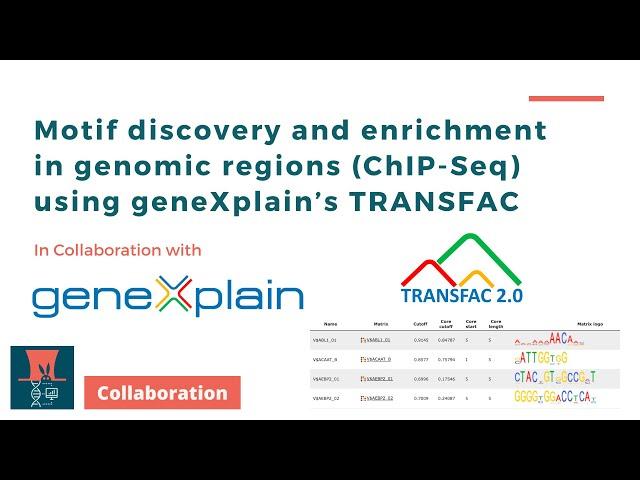 Motif discovery and enrichment in genomic regions (ChIP-Seq) using TRANSFAC