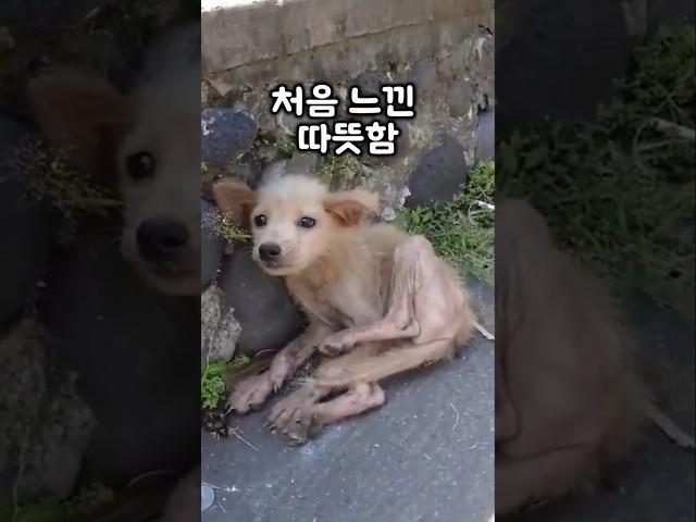 길가에서 마주친 유기견, 손을 내밀자 완전히 달라졌습니다