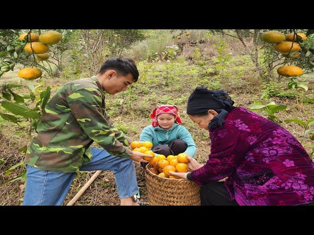 Mother-in-law did not appear. Peaceful family life together picking oranges