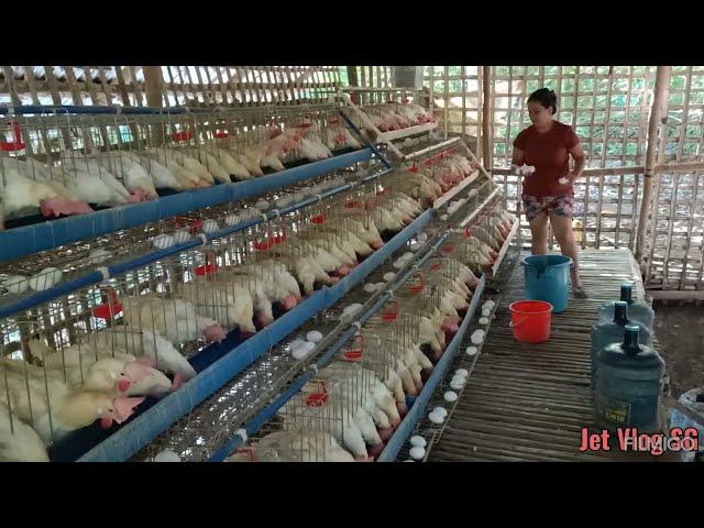 READY TO LAY CHICKEN LAYER/FEEDING/COLLECTING EGGS/SMALL POULTRY FARM/BUHAY PROBENSYA