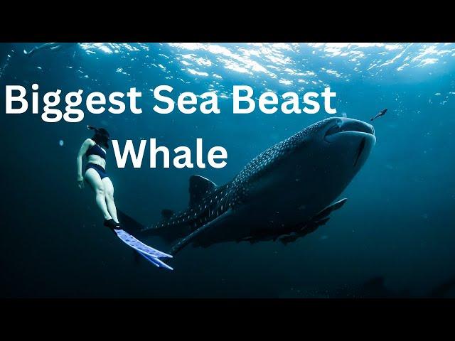 "Top 13 Breathtaking Whale Watching Destinations Around the World | Journey Junction"