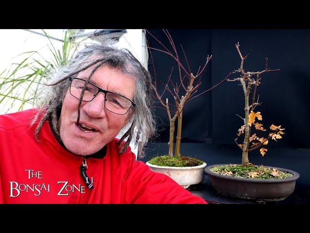 Pruning My Arakawa and Field Maples, The Bonsai Zone, Dec 2024