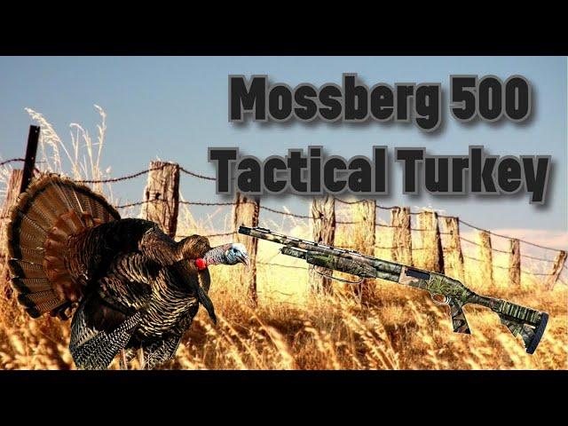 Mossberg 500 --Tactical Turkey—Added Turkey-killing Power! Part 2