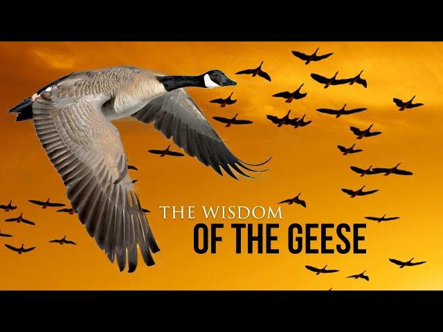 Wisdom Of The Geese - Best Motivational Video