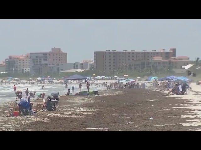 Florida beaches could see record-breaking smelly seaweed this summer