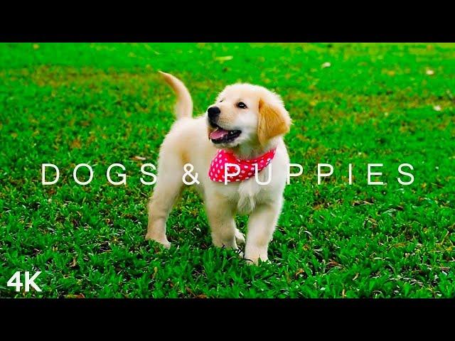 DOGS & PUPPIES in 4K | 2 Hours | Relaxing Ambient Music Strings Cute Pets