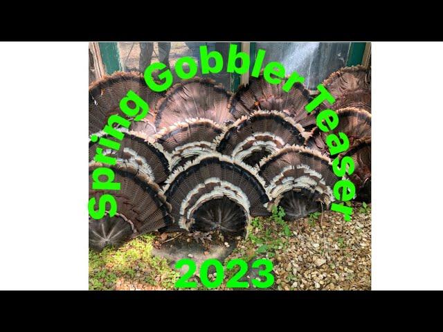 Highlights of our 2023 turkey season       (best season yet)