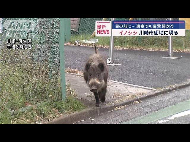 イノシシ　川崎市街地に現る　目の前に…東京でも目撃相次ぐ【スーパーJチャンネル】(2024年12月13日)