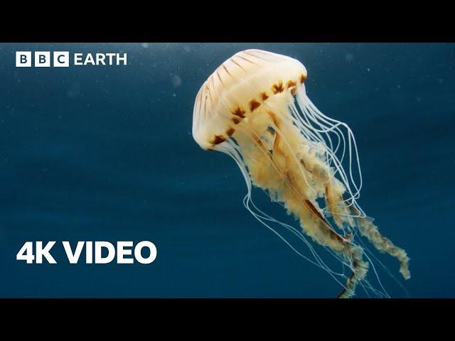 Exploring the North Atlantic | 4K UHD | North Atlantic: The Dark Ocean | BBC Earth