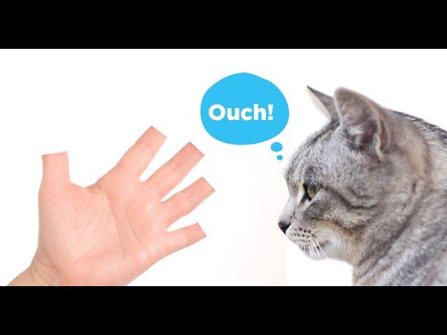 The Truth About Declawing