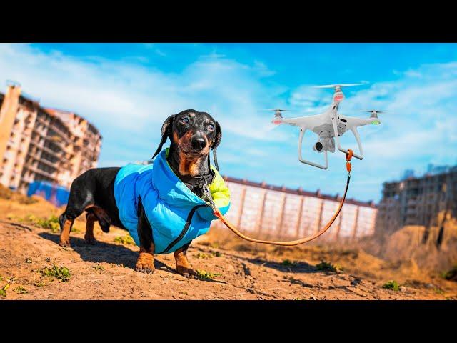 Lockdown Life! Cute & funny dachshund dog video!