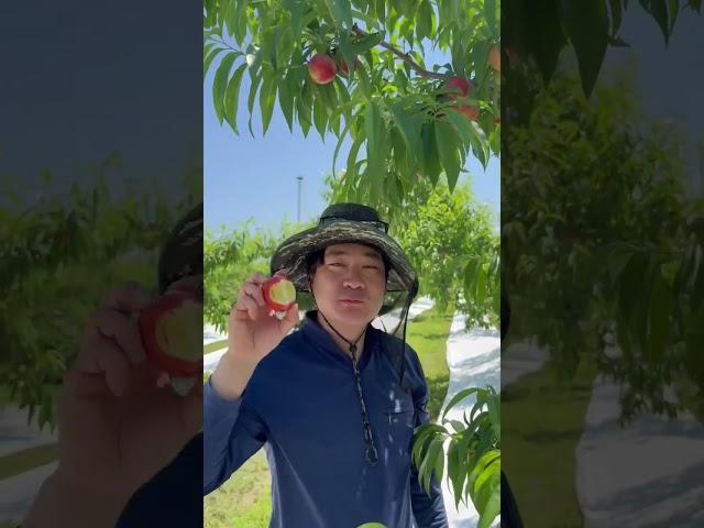2025 신비복숭아 수확 시작 #신비복숭아 #백도 #천도 #청년농부 #한스타