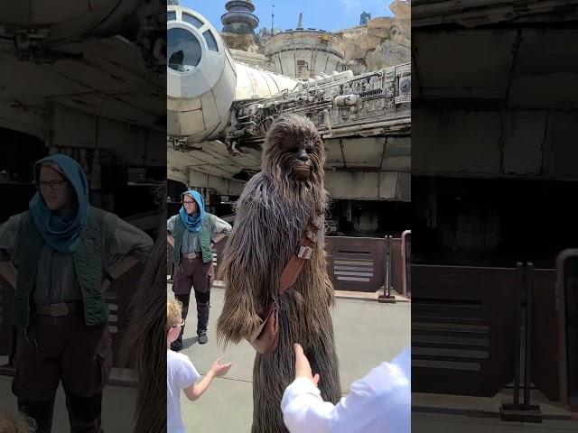 Chewbacca Wookiee Walks Through Disney's Hollywood Studios Star Wars: Galaxy's Edge #wookiee