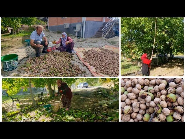 CEVİZ HASATI YANLIŞMIŞ DOĞRUYU ÖĞRENDİK | POLENİ ÖZLEDİK İŞİ YARIM BIRAKTIK | BEN TAVSİYE EDİYORUM