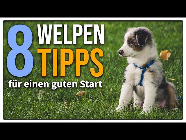 Welpe zieht ein - 8 EINFACHE Tipps für den perfekten Start! So beginnt eure Zukunft richtig