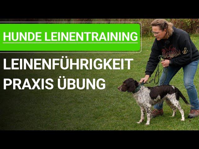  Hunde Leinentraining ️ Leinenführigkeit mit erwachsenen Hund trainieren ️ Praxisvideo ️