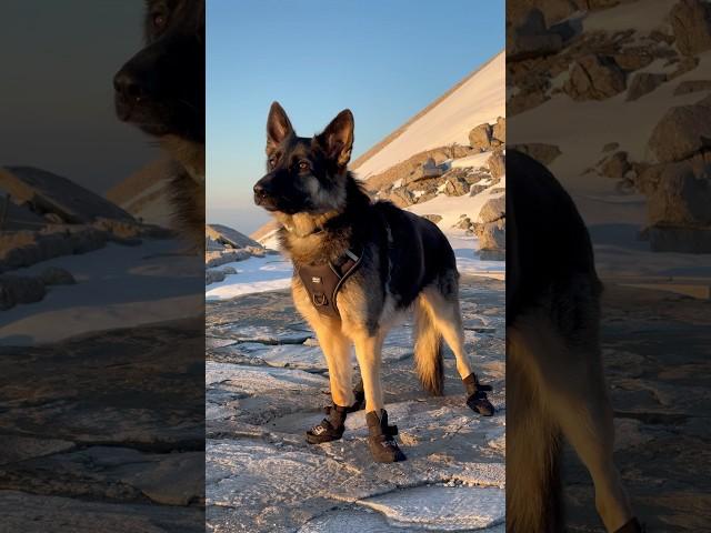 Life on the road with Flo  #adventuredog #overlandadventure #vanlifers