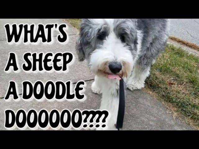 WHAT'S A SHEEPADOODLE? | MEET MAGGIE MAY | MEET THE DOGS | Dog Guy Darin | DOG INFO VIDEO DEC 2020