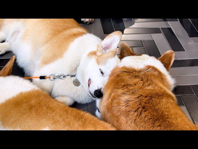 Visited a dog-friendly cafe with my pets, but the Welsh Corgis are just sleeping. [Seoul Trip EP.8]