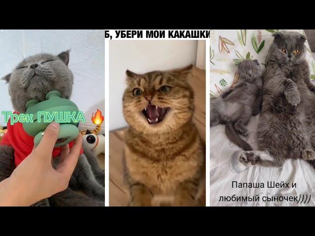 Лучшие #приколы 2021 / Смешные #котики и собаки жгут  №1