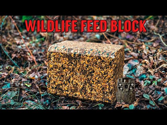 What Happens to a Wildlife Feed Block Left in the Woods? Let's find out! Trail Camera