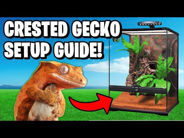 Crested Gecko Setup