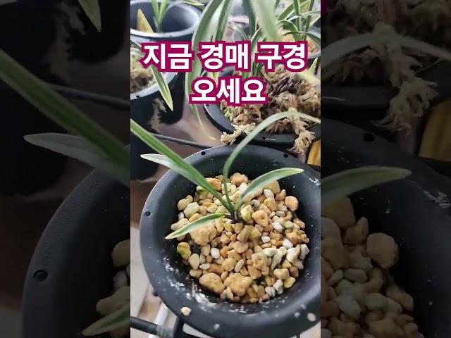 지금 경매 구경 오세요^^