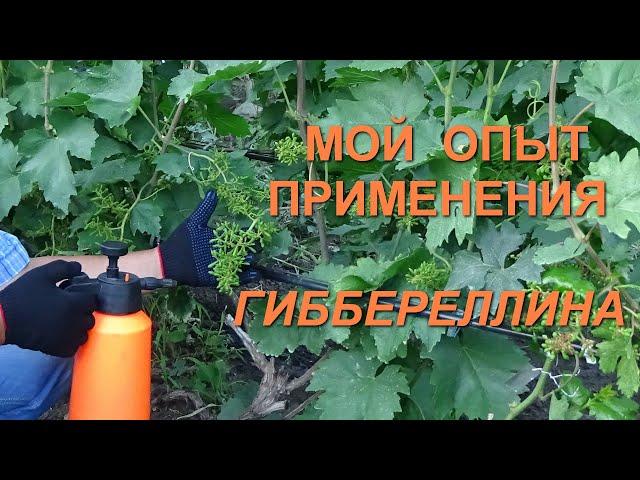 Моя методика применения гиббереллина на винограде кишмишных сортов www.vinograd-kriulya.com