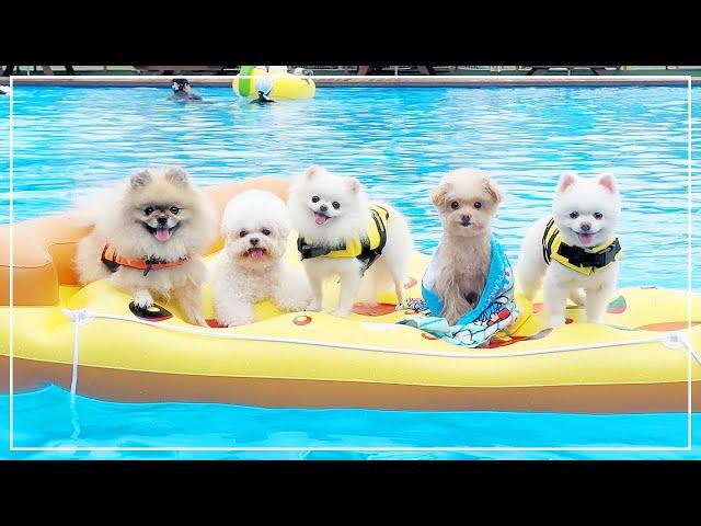 We took our dogs to the water park