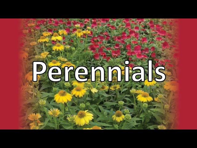 Perennials: Daisies, Black-eyed Susan, and Coneflowers!