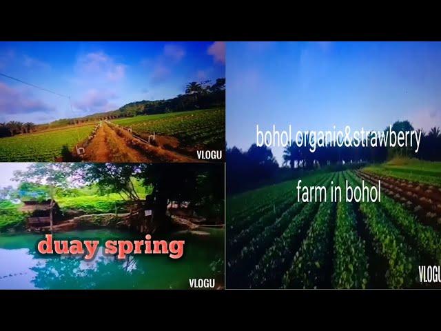 #BOHOL organic&strawberry farm#VEGETABLES FARM& duay spring in BOHOL.