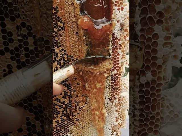  The End of Humanity? Why Einstein Predicted Bees Would Determine Our Final Fate