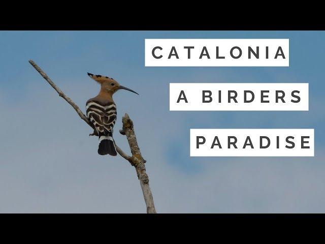 Catalonia, a birders paradise