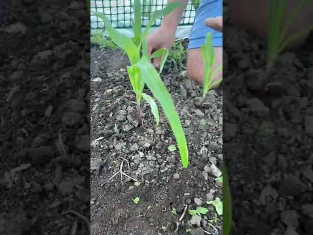 How to Grow a Three Sisters Garden! (Corn, Beans & Squash)