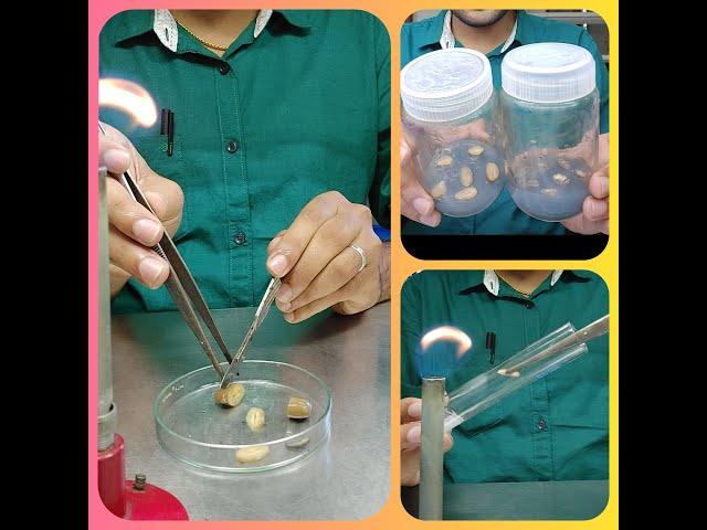 Callus induction from SEED as an Explant//In-Vitro technique//Plant Biotechnology//Tissue culture