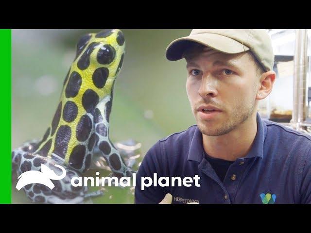 Raising Poison Dart Frogs | The Zoo: From The Inside
