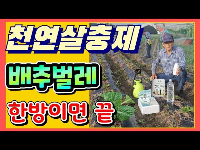 배추벌레 천연살충제 만들기 이것한방이면 끝