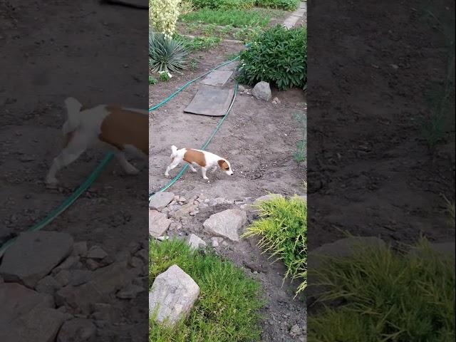 покажу вам нашу Юку#сонечка #jackrussel #джекрасселтерьер #shorts #dog