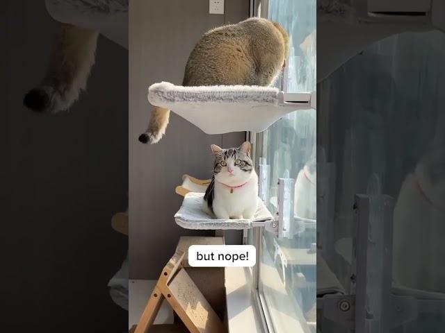 Cat window perch the finest version! - glamcraze.com #catbed #catsleeping  #antianxiety #cat