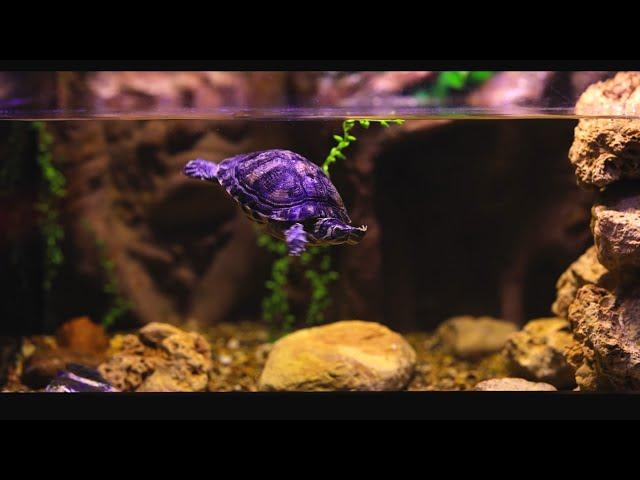 Feeding Time in a Turtle Tank | No Music | Waterflow White Noise | 10 Hour Sleep Sound | Full HD