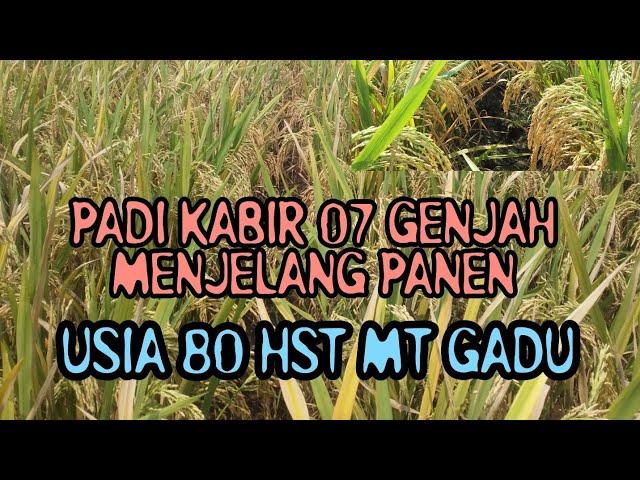 PADI KABIR-07 GENJAH MENJELANG PANEN