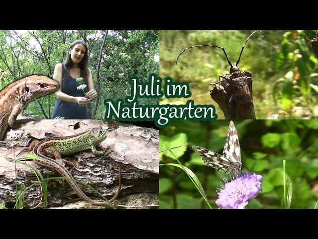 Juli im Naturgarten | Zeit der Schmetterlinge