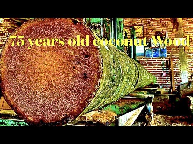 Amerika sawmill smart and Sharp..! Coconut timber premium 75 years old verry hard make a beam 7x14